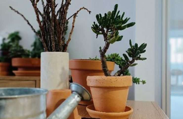 O Atelier de Jardinagem da DomusVi Dom Pedro V