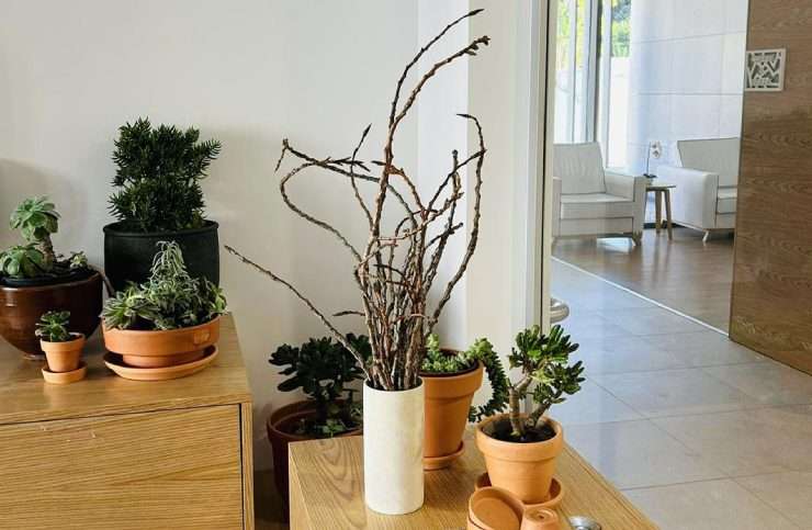 O Atelier de Jardinagem da DomusVi Dom Pedro V