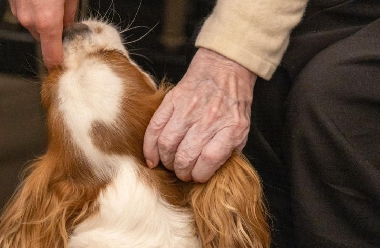 Terapia assistida por animais_ um aliado para o bem-estar
